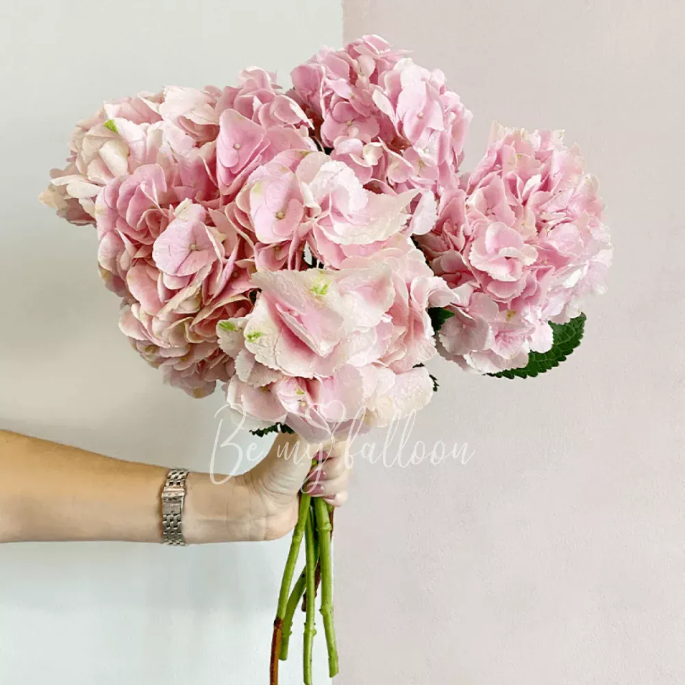 5 Light Pink Hydrangeas