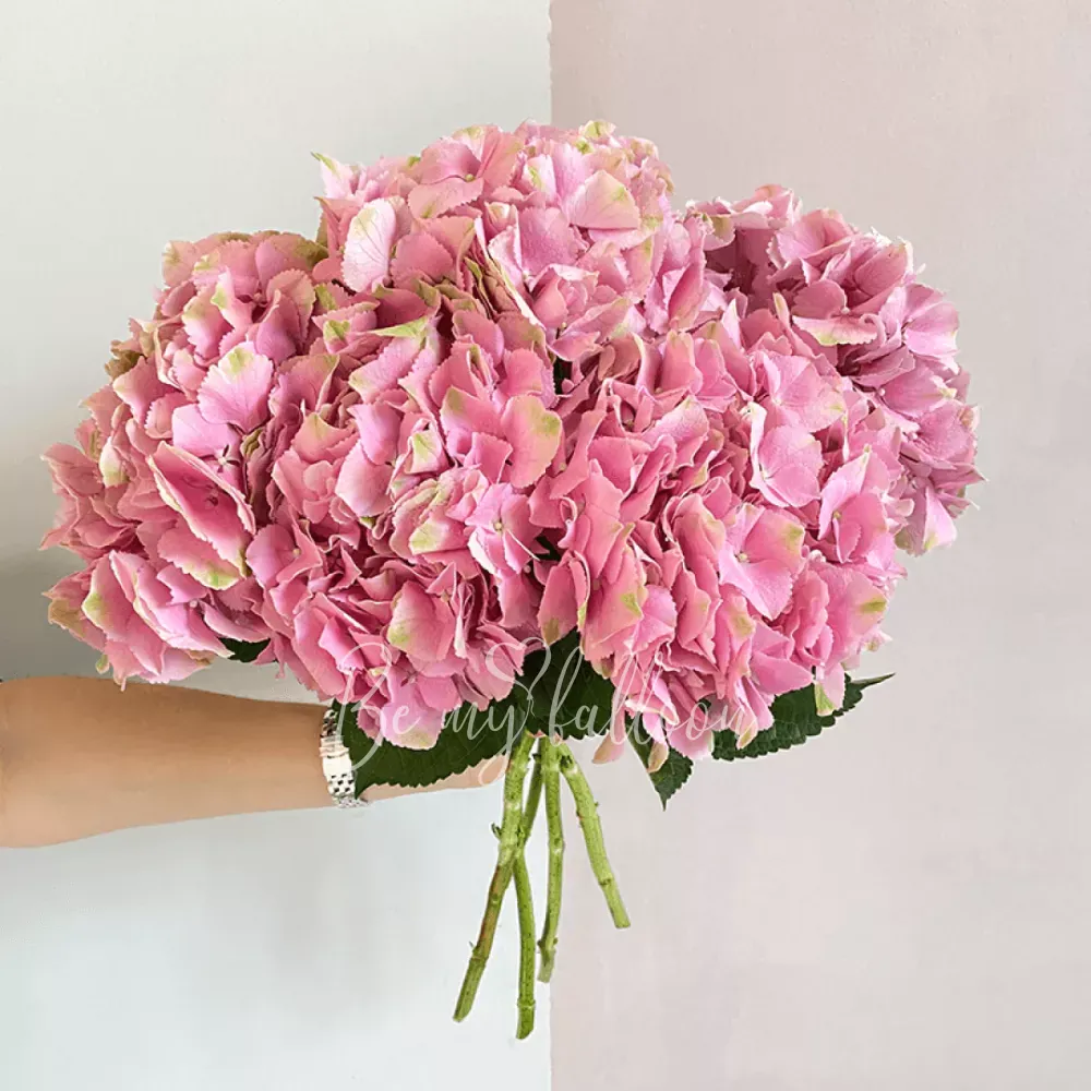 6 Pink Hydrangeas